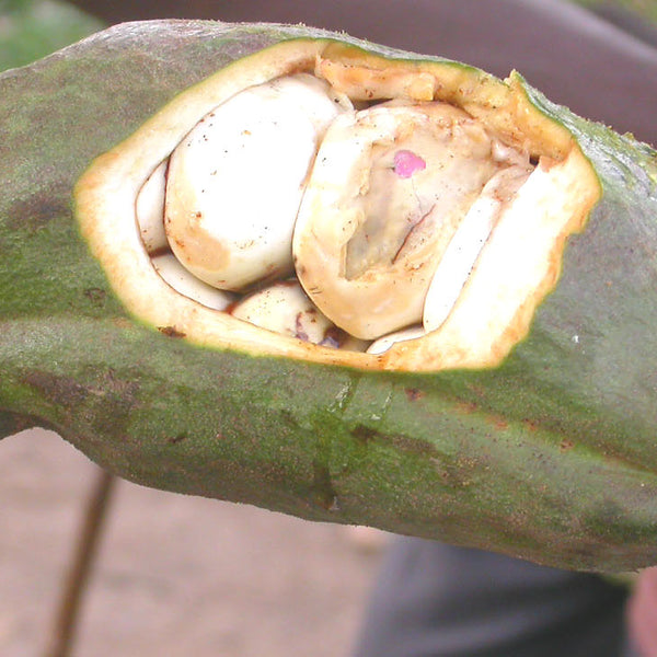 Kola Nut (Cola Acuminata) Fruit Plant