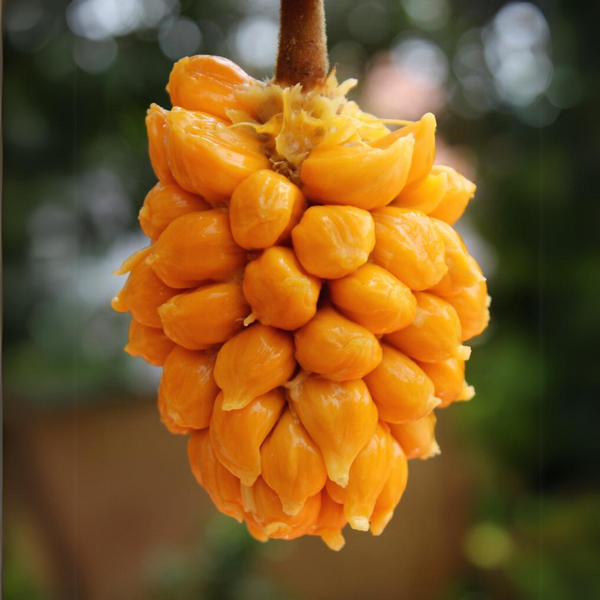 Wild Jackfruit - Orange - 20 Fruit Seeds