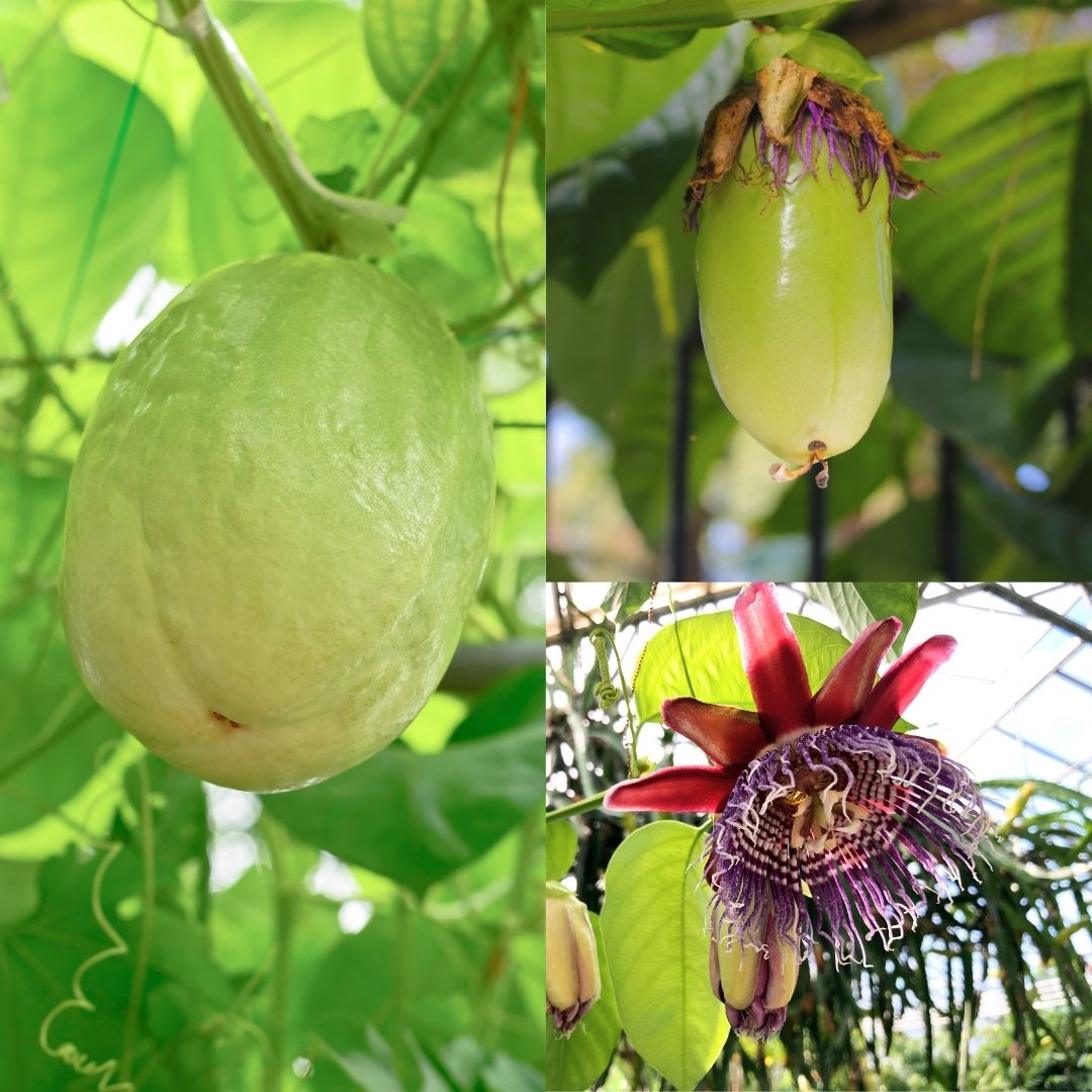 Giant Granadilla Aakashavellari Passiflora Quadrangularis Fruit Pl Giant Granadilla Aakashavellari Passiflora Quadrangularis Fruit Pl