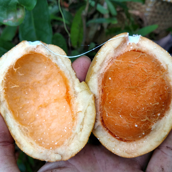 Pitabu (Willughbeia Angustifolia) Fruit Plant