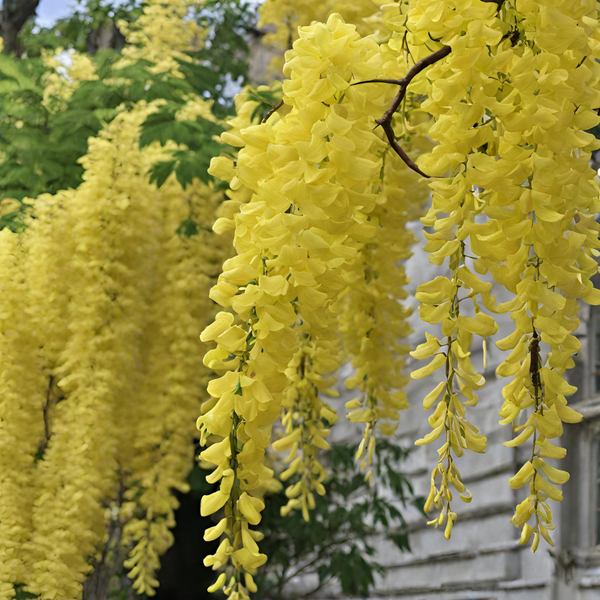 Wisteria - Yellow - 10 Tree Seeds