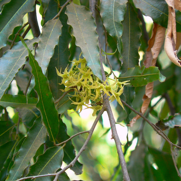 Ashoka Tree ( Polyalthia longifolia ) Medicinal Plant