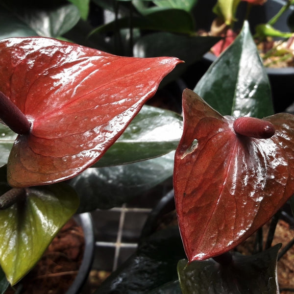 Anthurium Flower - Brown - Flower Plant