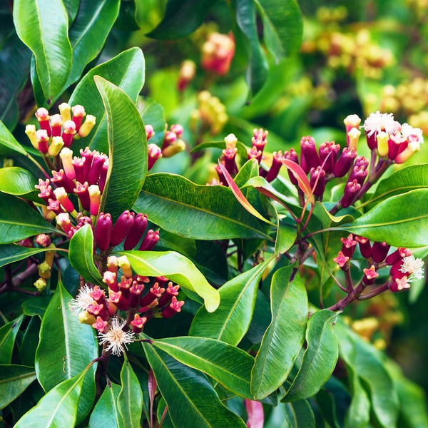 Clove - Spice Plant