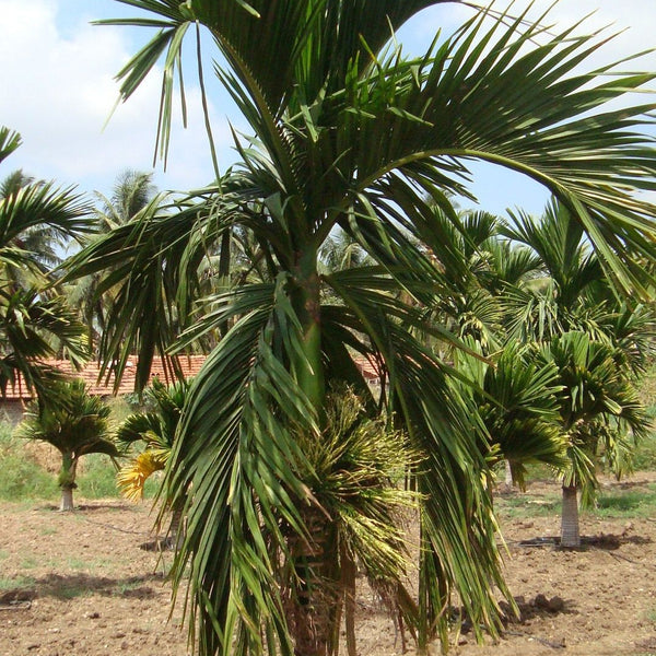 Hybrid Dwarf Arecanut - Andaman Dwarf Plant