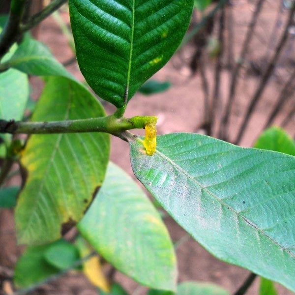 Asafoetida Hing Spice Plant