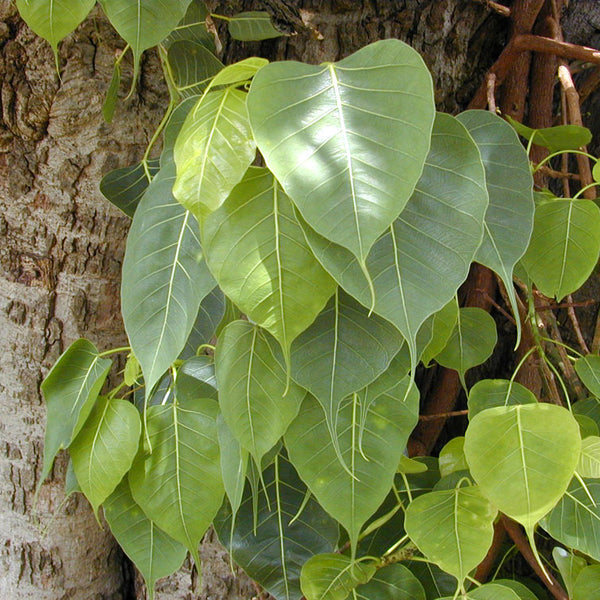 Arayal / Sacred Fig ( Ficus religiosa ) Medicinal Plant