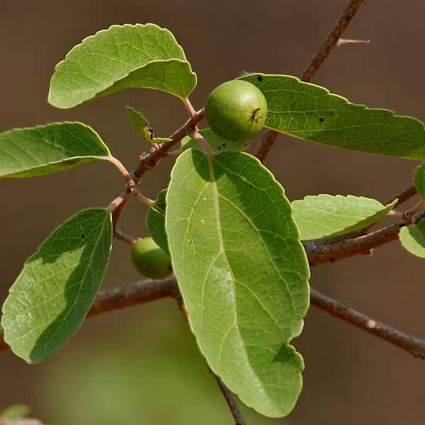 Indian plum / Aghori ( Flacourtia indica ) Medicinal Plant