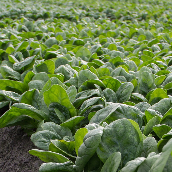 Palak Spinach