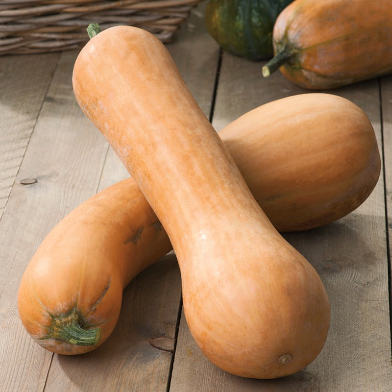 Squash " Tahiti Melon " Exotic 10 Vegetable Seeds MTech Gardens