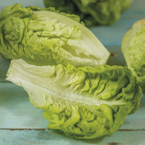 Lettuce