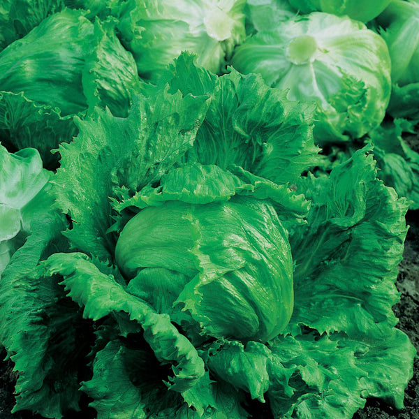 Lettuce