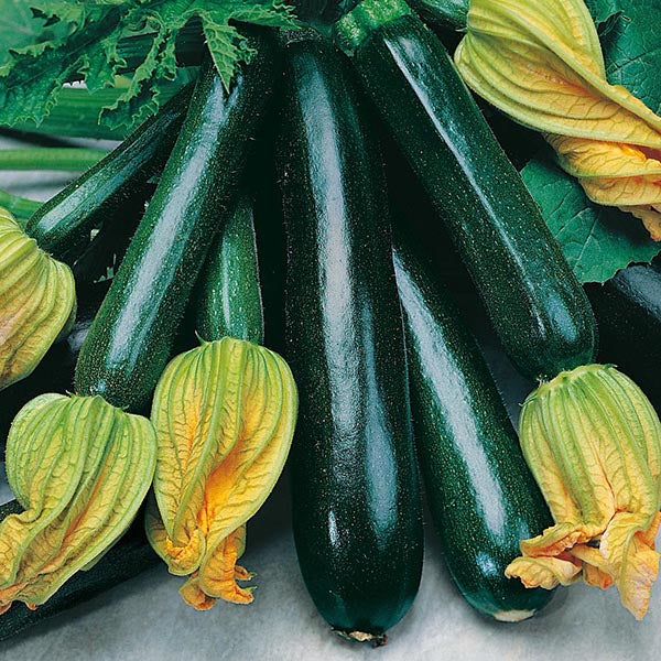 Zucchini