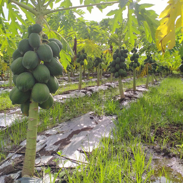 Papaya