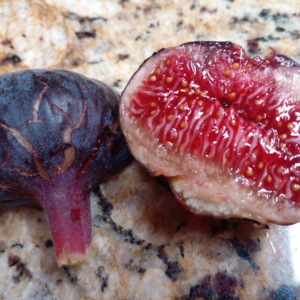 Fig