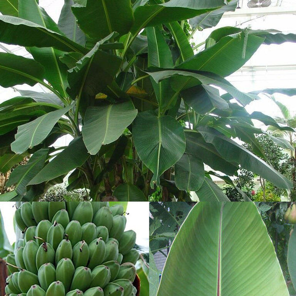 Banana