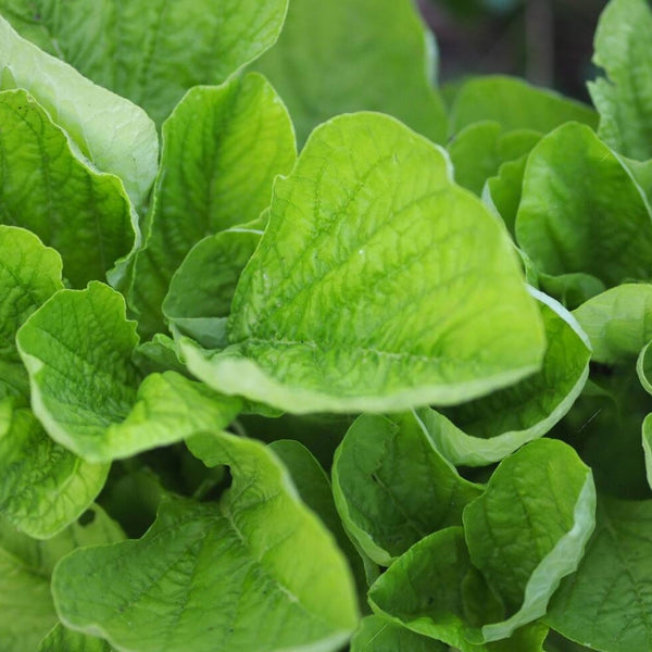 Green Amaranthus