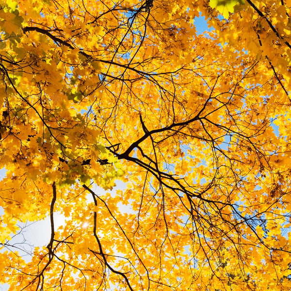 Maple