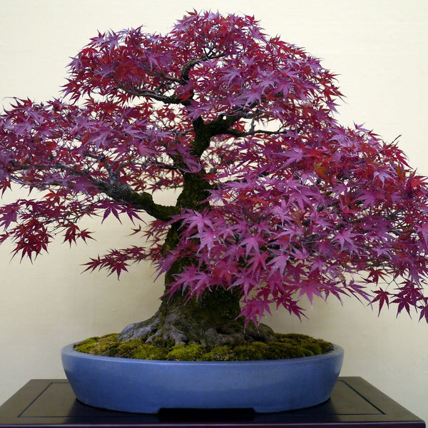 Maple
