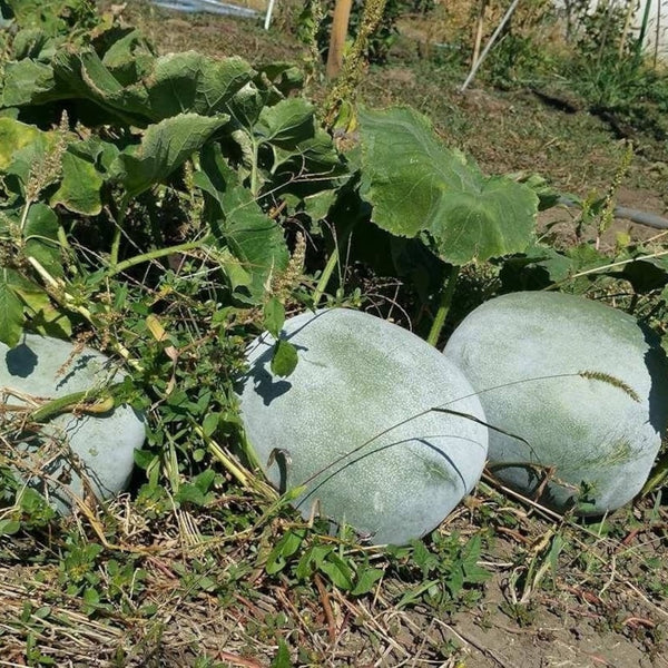 Ash Gourd