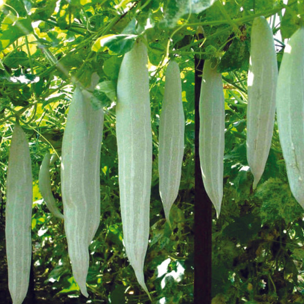 Snake Gourd