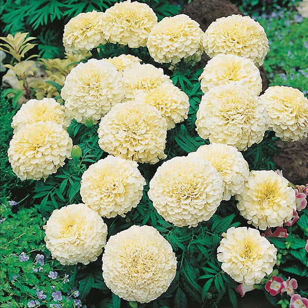 African Marigold