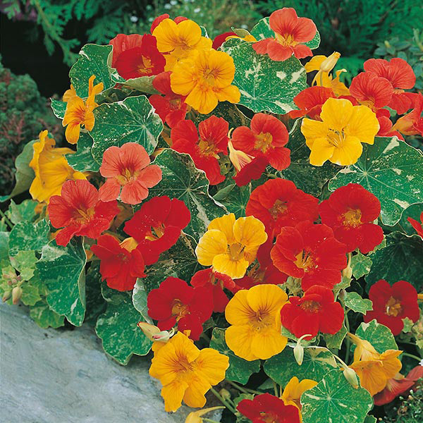 Nasturtium