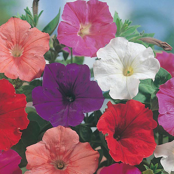 Petunia