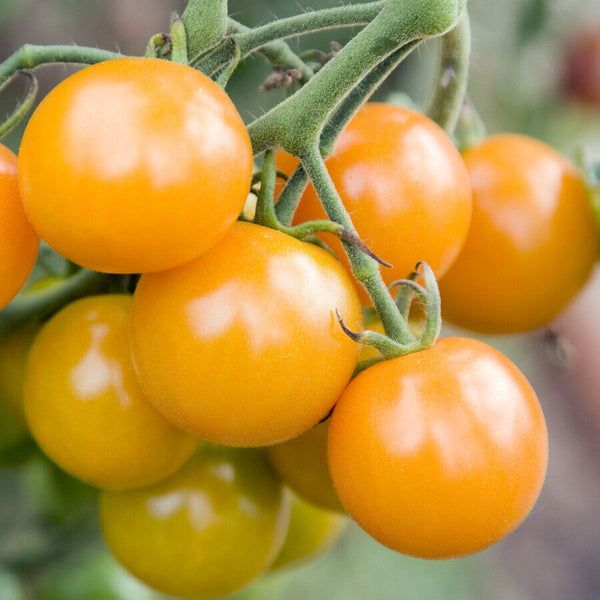 Tomato