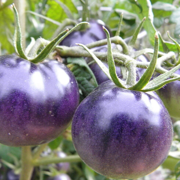 Tomato