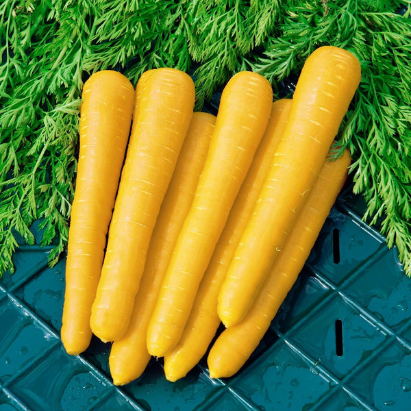 Carrot