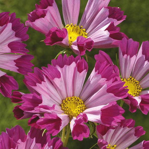 Cosmos