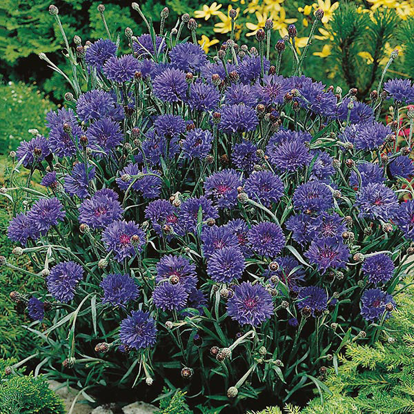 Cornflower