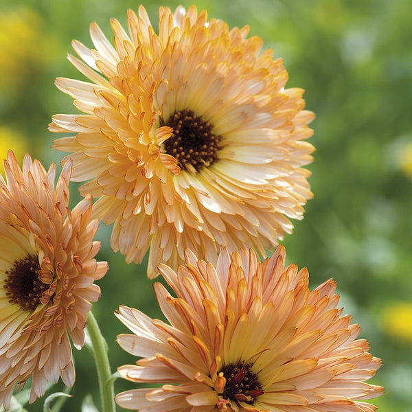 Calendula