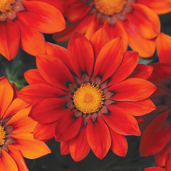 Gazania