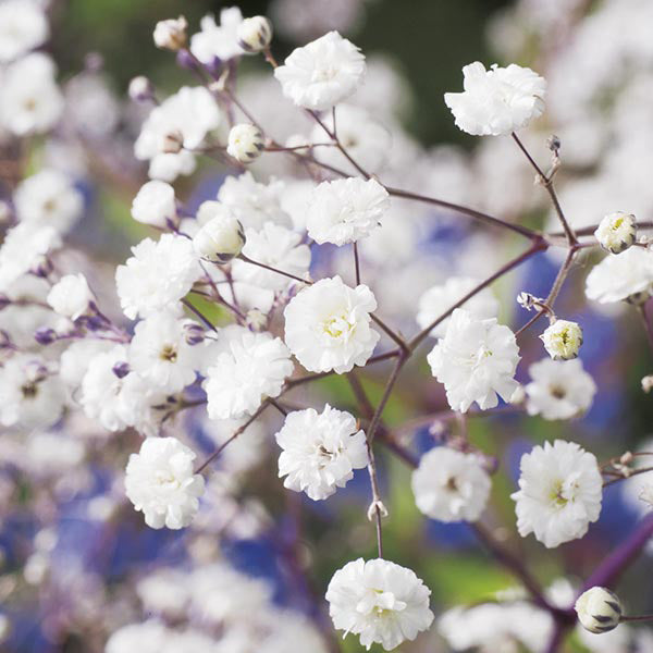 Gypsophilia