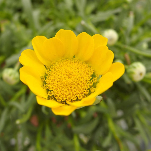 Chrysanthemum