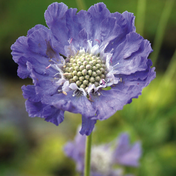 Scabiosa