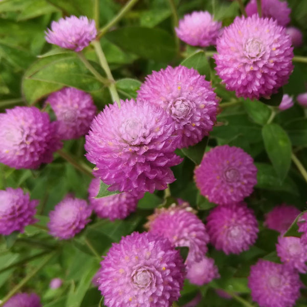 Gomphrena
