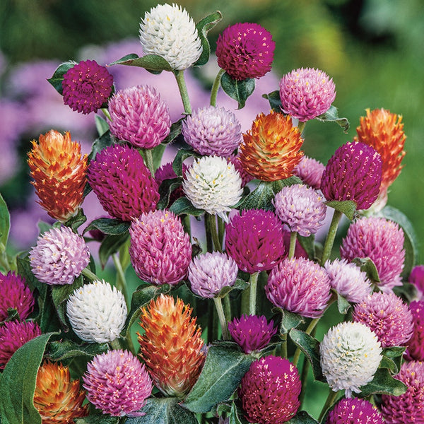 Gomphrena