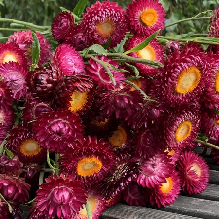 Helichrysum