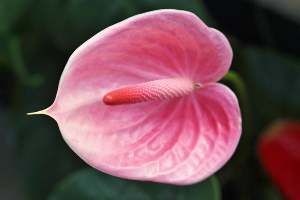 Anthurium Flower - Pink - Flower Plant