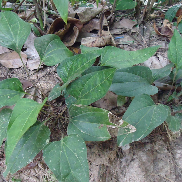 Arogyapacha ( Trichopus zeylanicus ) Medicinal Plant