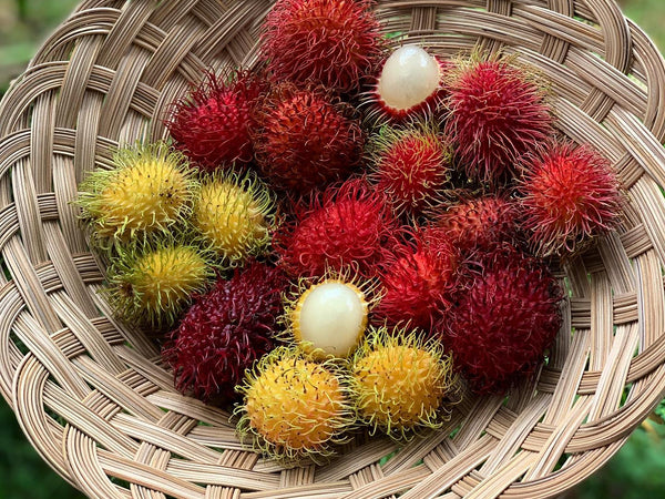 Rambutan Varieties Comparison Table