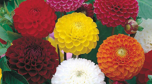 How to Grow Dahlia Flowers from Seeds – A Global Guide