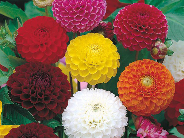 How to Grow Dahlia Flowers from Seeds – A Global Guide