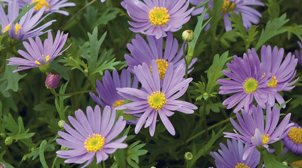 How to Grow Brachycome Flowers from Seeds: A Complete Guide