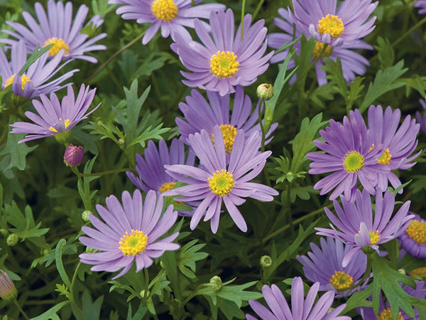 How to Grow Brachycome Flowers from Seeds: A Complete Guide