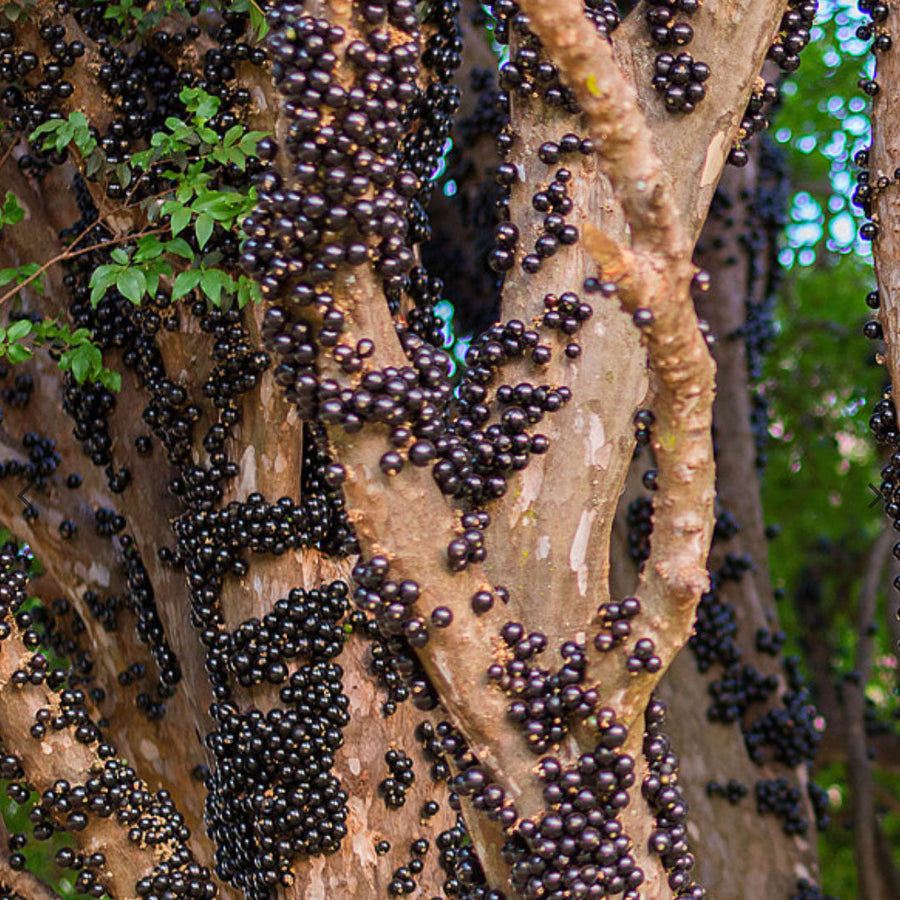 Exotic Fruits