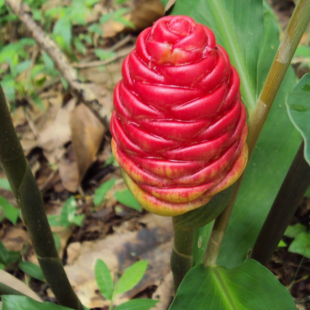 Wild Ginger ( Zingiber zerumbet ) Medicinal Plant